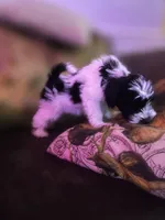 MJ *Weekend  Special*, a male Miniature Schnauzer for sale in Spotsylvania Courthouse, VA – 3 of 6