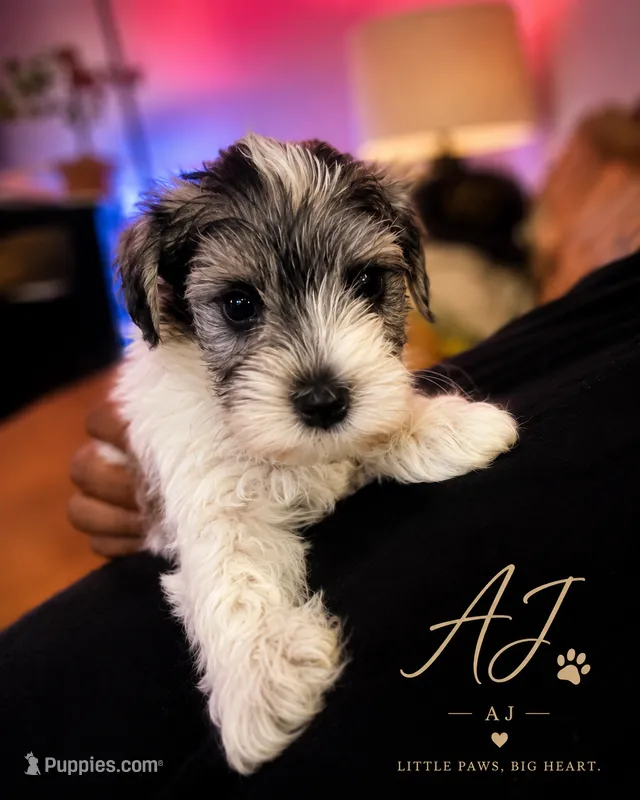 AJ – Miniature Schnauzer puppy for sale in Spotsylvania Courthouse, VA