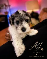 AJ, a male Miniature Schnauzer for sale in Spotsylvania Courthouse, VA – 1 of 1