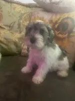AJ *Weekend Special*, a male Miniature Schnauzer for sale in Spotsylvania Courthouse, VA – 6 of 7