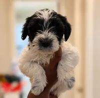 MJ *Weekend  Special*, a male Miniature Schnauzer for sale in Spotsylvania Courthouse, VA – 6 of 6