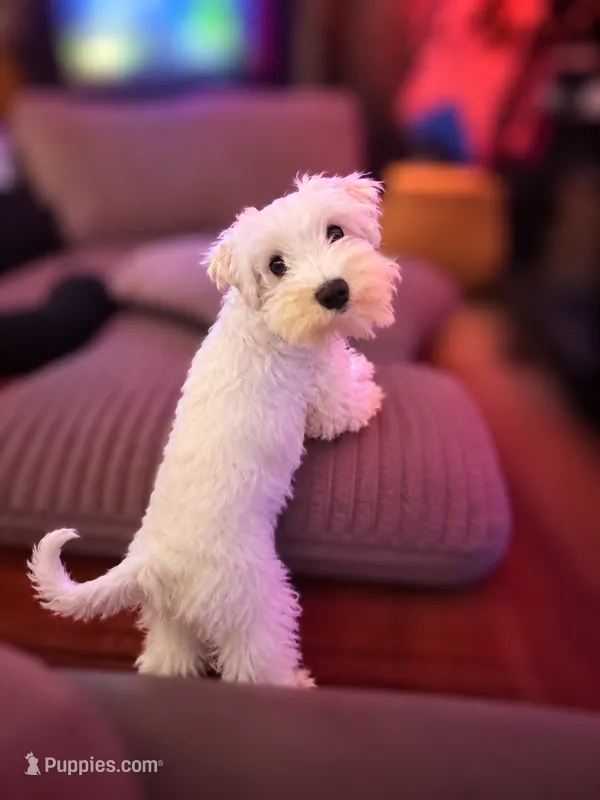 Sir Champ Jr – Miniature Schnauzer puppy for sale in Spotsylvania Courthouse, VA