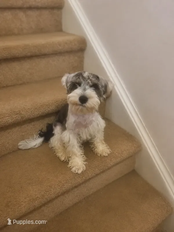 Teddy  – Miniature Schnauzer puppy on hold in Spotsylvania Courthouse, VA
