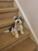 Teddy , a male Miniature Schnauzer for sale in Spotsylvania Courthouse, VA – 1 of 5