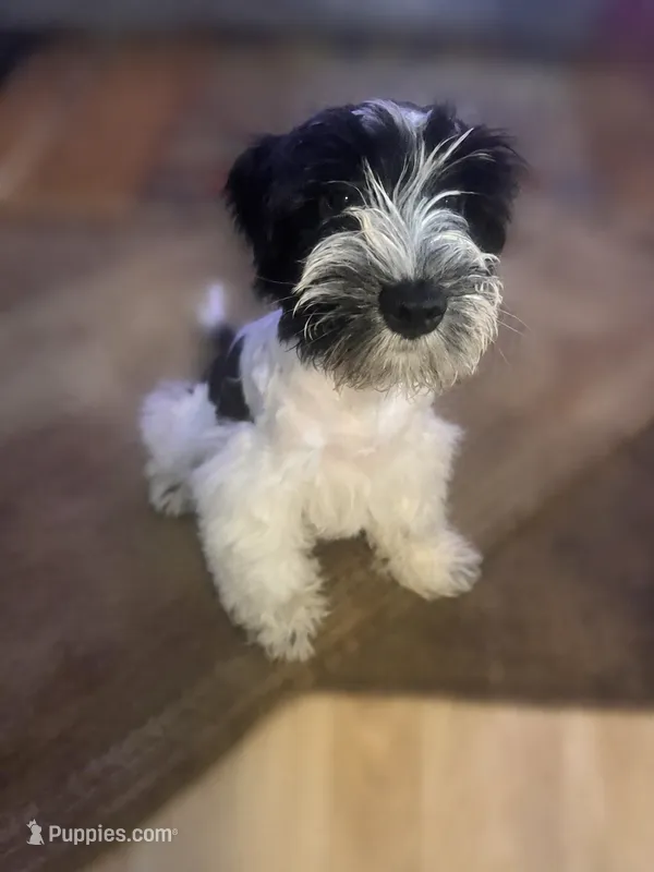 Sir Mike Mike – Miniature Schnauzer puppy for sale in Spotsylvania Courthouse, VA