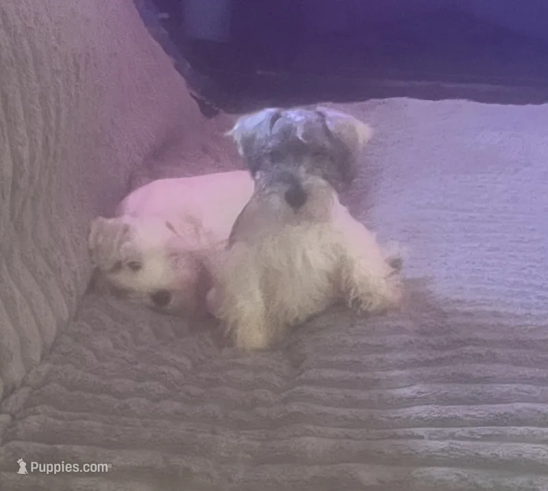 Sir Andy – Miniature Schnauzer puppy for sale in Spotsylvania Courthouse, VA