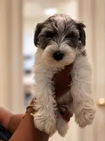 TJ *Weekend Special*, a male Miniature Schnauzer for sale in Spotsylvania Courthouse, VA – 4 of 6