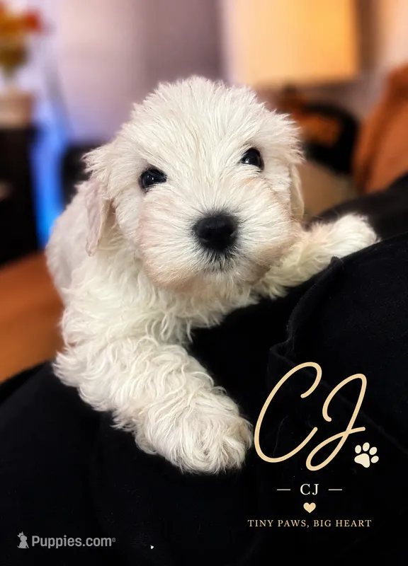 CJ – Miniature Schnauzer puppy for sale in Spotsylvania Courthouse, VA