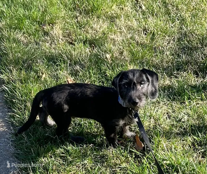 Dachshund Boy /Wiry – Miniature Dachshund puppy for sale in Spotsylvania Courthouse, VA
