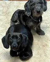 Dachshund Boy 2-Wiry, a male Miniature Dachshund for sale in Spotsylvania Courthouse, VA – Photo 3 of 6