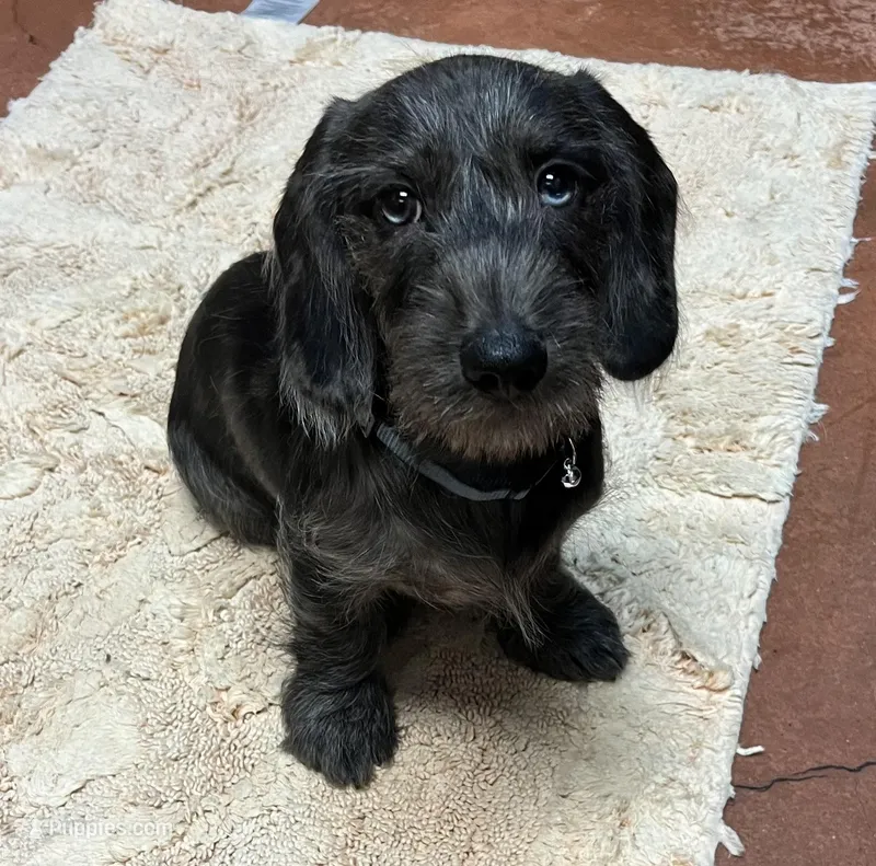 Dachshund Boy 2-Wiry