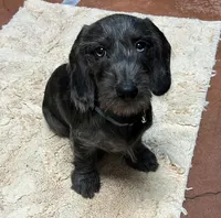 Dachshund Boy 2-Wiry, a male Miniature Dachshund for sale in Spotsylvania Courthouse, VA – Photo 1 of 6