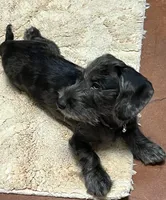 Dachshund Boy 2-Wiry, a male Miniature Dachshund for sale in Spotsylvania Courthouse, VA – Photo 4 of 6