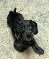 Dachshund Boy 2-Wiry, a male Miniature Dachshund for sale in Spotsylvania Courthouse, VA – Photo 5 of 6