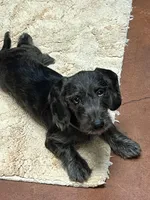 Dachshund Boy 2-Wiry, a male Miniature Dachshund for sale in Spotsylvania Courthouse, VA – Photo 6 of 6