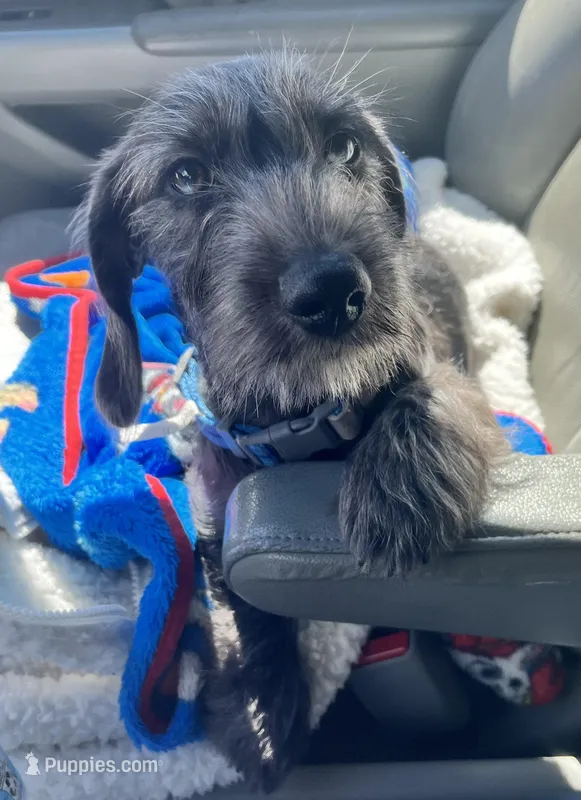 Dachshund Boy /Wiry – Miniature Dachshund puppy for sale in Spotsylvania Courthouse, VA