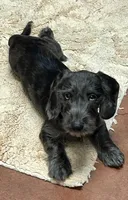 Dachshund Boy 2-Wiry, a male Miniature Dachshund for sale in Spotsylvania Courthouse, VA – Photo 2 of 6