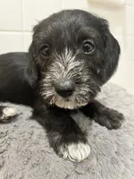 processed/d7501b61-e3f2-4c7a-9fd0-8a2276751095/listing/794a6c04-ba5a-40d0-a2fe-ec8d09d59d5e/78bfa295-62ed-47b5-8ed1-e3b4835a8047