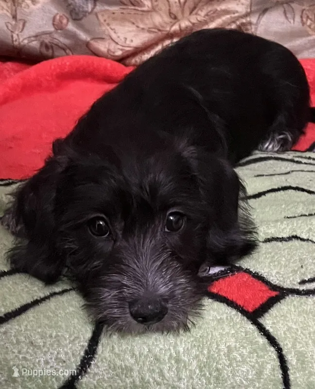 “Velvet Love” -Silky Wire