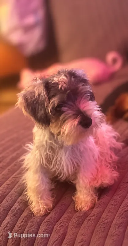Sir Andy – Miniature Schnauzer puppy for sale in Spotsylvania Courthouse, VA