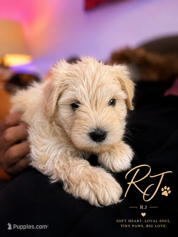 RJ – Miniature Schnauzer puppy for sale in Spotsylvania Courthouse, VA