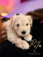 RJ, a male Miniature Schnauzer for sale in Spotsylvania Courthouse, VA – 1 of 1