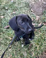 Dachshund Boy 1-SH, a male Miniature Dachshund for sale in Spotsylvania Courthouse, VA – Photo 5 of 6
