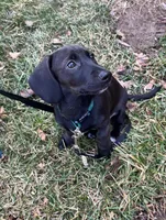 Dachshund Boy 1-SH, a male Miniature Dachshund for sale in Spotsylvania Courthouse, VA – Photo 4 of 6