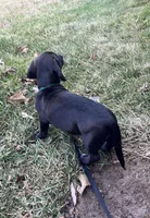 Dachshund Boy 1-SH, a male Miniature Dachshund for sale in Spotsylvania Courthouse, VA – Photo 6 of 6
