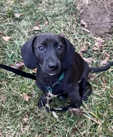 Dachshund Boy 1-SH, a male Miniature Dachshund for sale in Spotsylvania Courthouse, VA – Photo 3 of 6