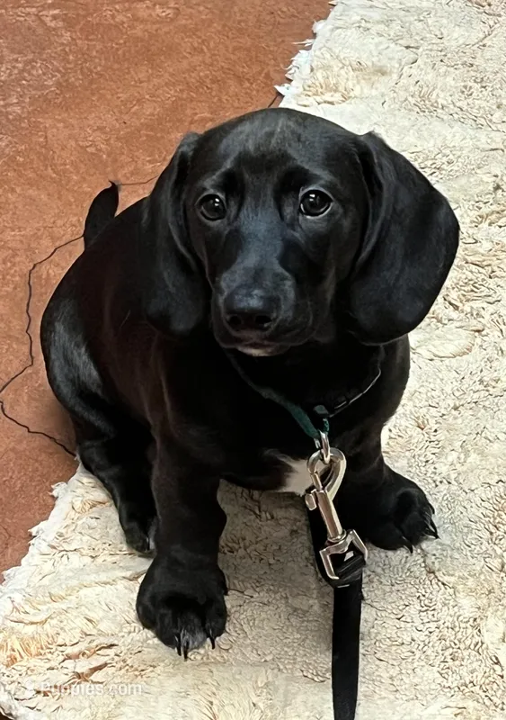 Dachshund Boy 1-SH – Miniature Dachshund puppy for sale in Spotsylvania Courthouse, VA