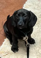 Dachshund Boy 1-SH, a male Miniature Dachshund for sale in Spotsylvania Courthouse, VA – Photo 1 of 6