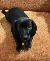 “Jackson”-SH, a male Miniature Dachshund for sale in Fredericksburg, VA – Photo 6 of 8