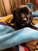 “Jackson”-SH, a male Miniature Dachshund for sale in Fredericksburg, VA – Photo 4 of 8