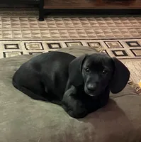 “Jackson”-SH, a male Miniature Dachshund for sale in Fredericksburg, VA – Photo 7 of 8