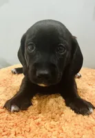 “Jackson”-SH, a male Miniature Dachshund for sale in Fredericksburg, VA – Photo 5 of 8