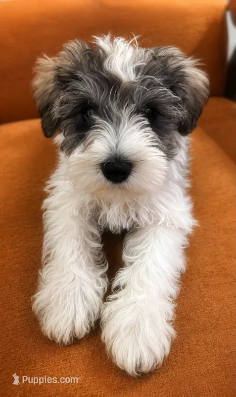 TJ – Miniature Schnauzer puppy for sale in Spotsylvania Courthouse, VA