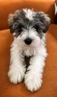 TJ *Weekend Special*, a male Miniature Schnauzer for sale in Spotsylvania Courthouse, VA – 2 of 6