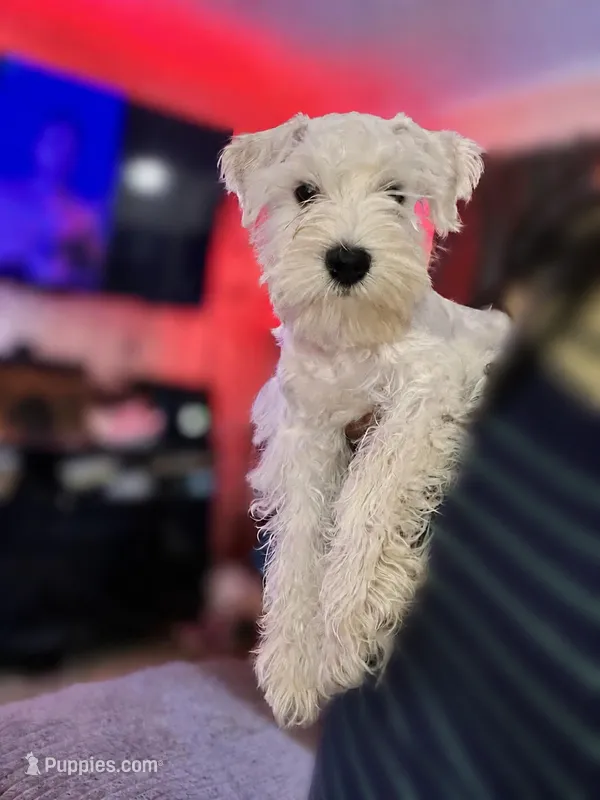 Sir Champ Jr – Miniature Schnauzer puppy for sale in Spotsylvania Courthouse, VA