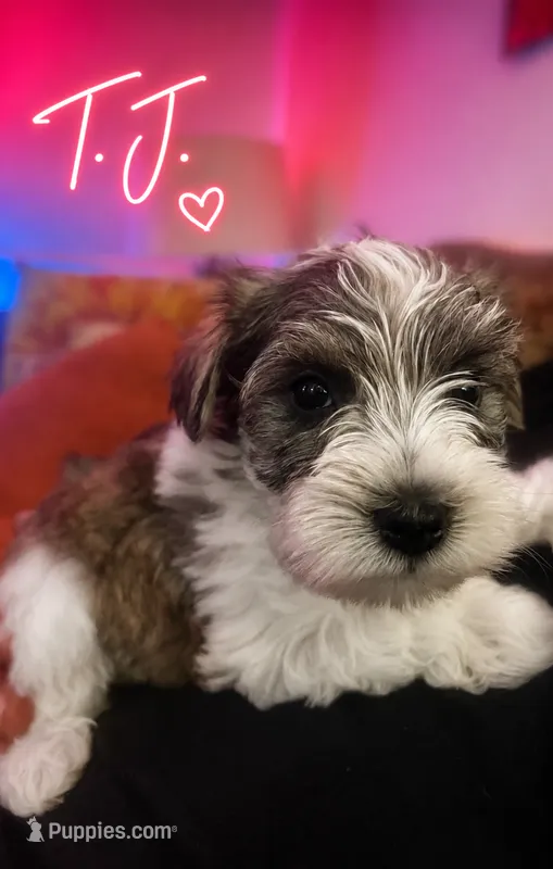 TJ – Miniature Schnauzer puppy for sale in Spotsylvania Courthouse, VA