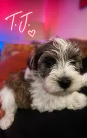 TJ *Weekend Special*, a male Miniature Schnauzer for sale in Spotsylvania Courthouse, VA – 3 of 6