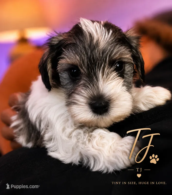 TJ – Miniature Schnauzer puppy for sale in Spotsylvania Courthouse, VA