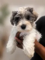 AJ *Weekend Special*, a male Miniature Schnauzer for sale in Spotsylvania Courthouse, VA – 2 of 7