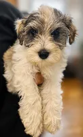 TJ *Weekend Special*, a male Miniature Schnauzer for sale in Spotsylvania Courthouse, VA – 5 of 6