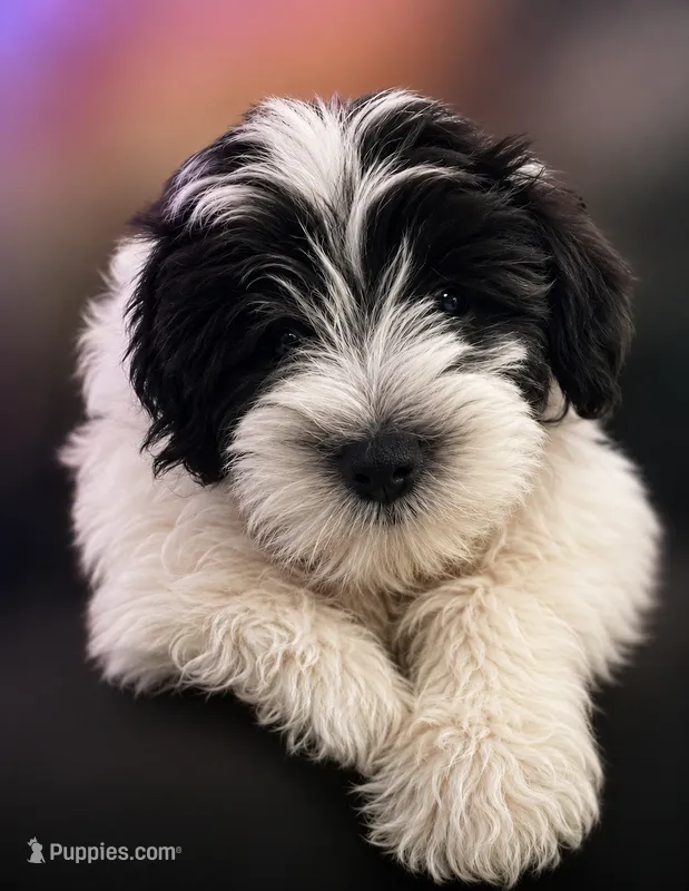 MJ *Weekend Special * – Miniature Schnauzer puppy for sale in Spotsylvania Courthouse, VA