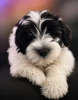 MJ , a male Miniature Schnauzer for sale in Spotsylvania Courthouse, VA – 1 of 7