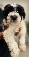 MJ *Weekend  Special*, a male Miniature Schnauzer for sale in Spotsylvania Courthouse, VA – 5 of 6