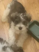 TJ *Weekend Special*, a male Miniature Schnauzer for sale in Spotsylvania Courthouse, VA – 6 of 6