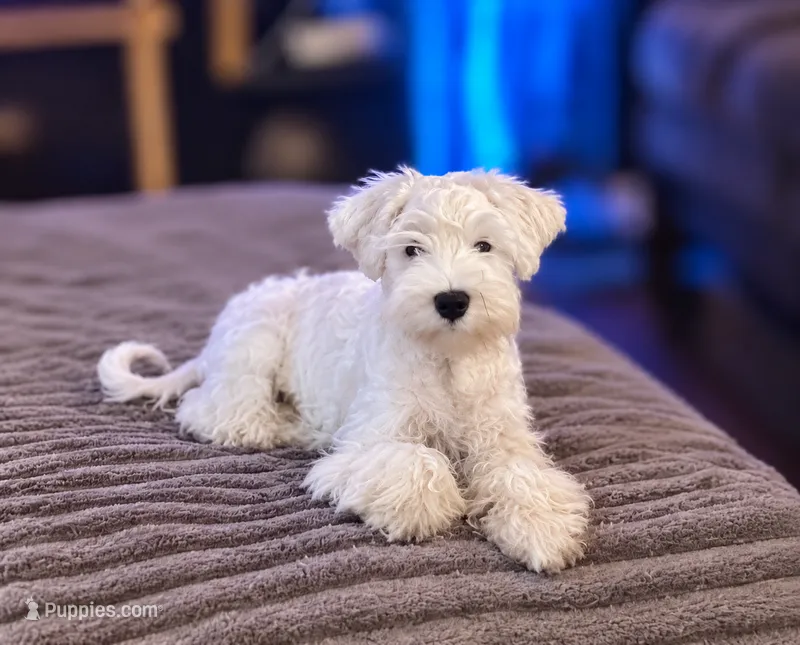 Sir Champ Jr – Miniature Schnauzer puppy for sale in Spotsylvania Courthouse, VA
