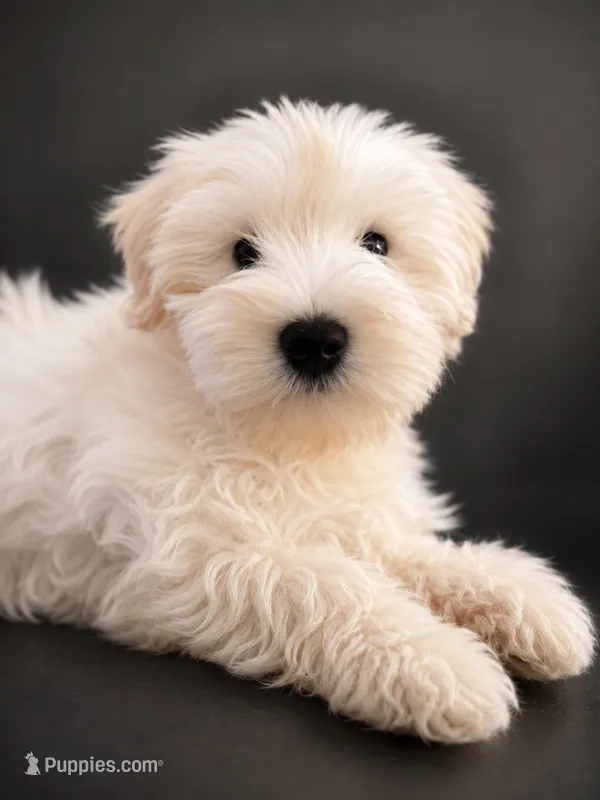 CJ *Weekend Special * – Miniature Schnauzer puppy for sale in Spotsylvania Courthouse, VA